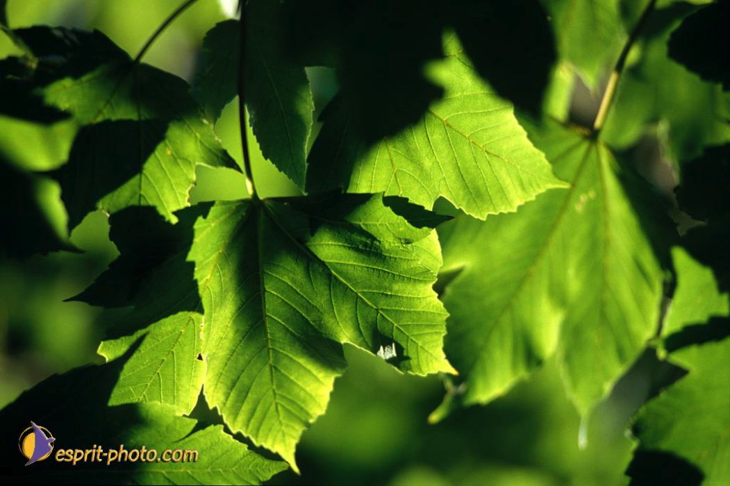 Nom de l'image : EP08-0403_(c)Norbert-JUNG — Description :